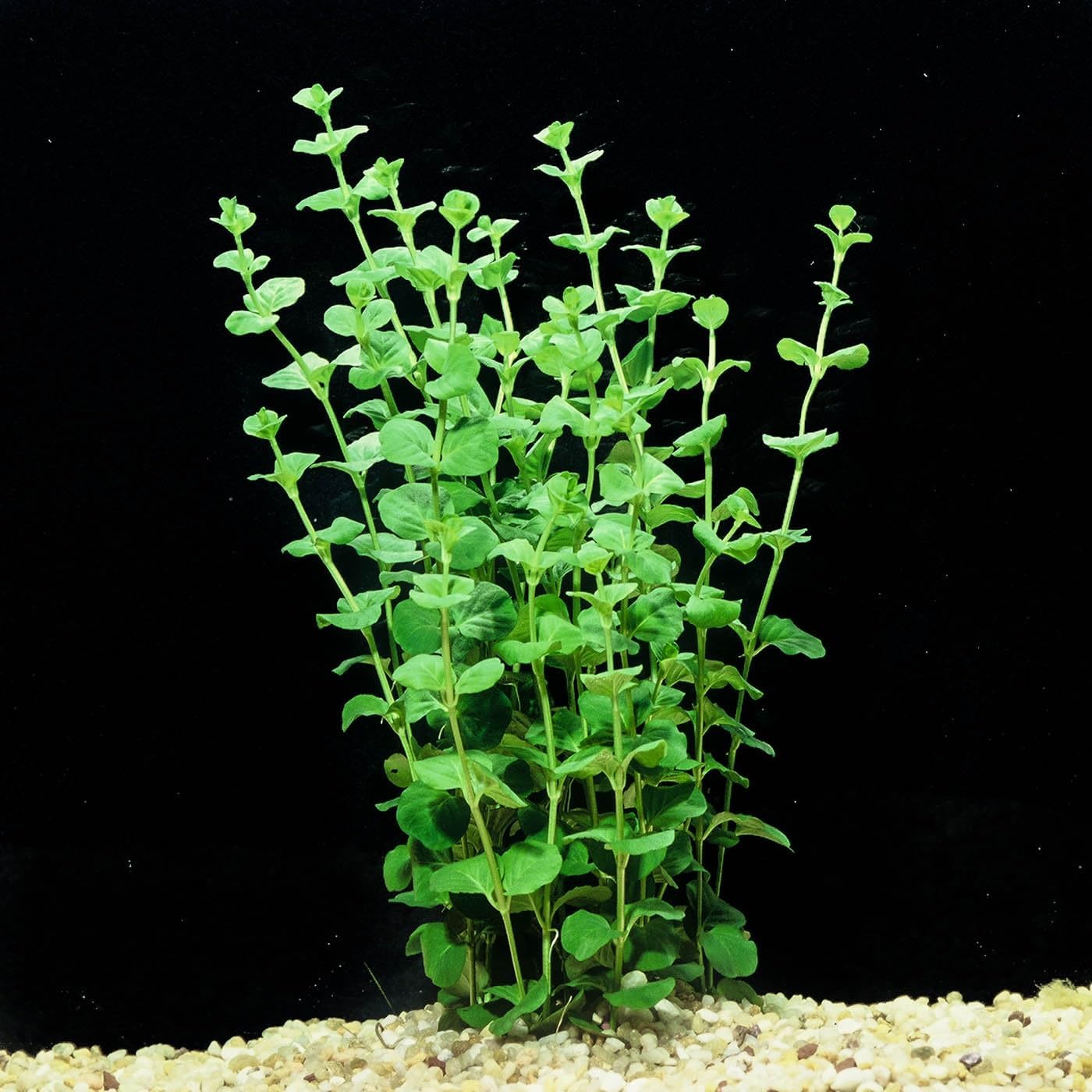 Lysimachia nummularia plante aquarium vert