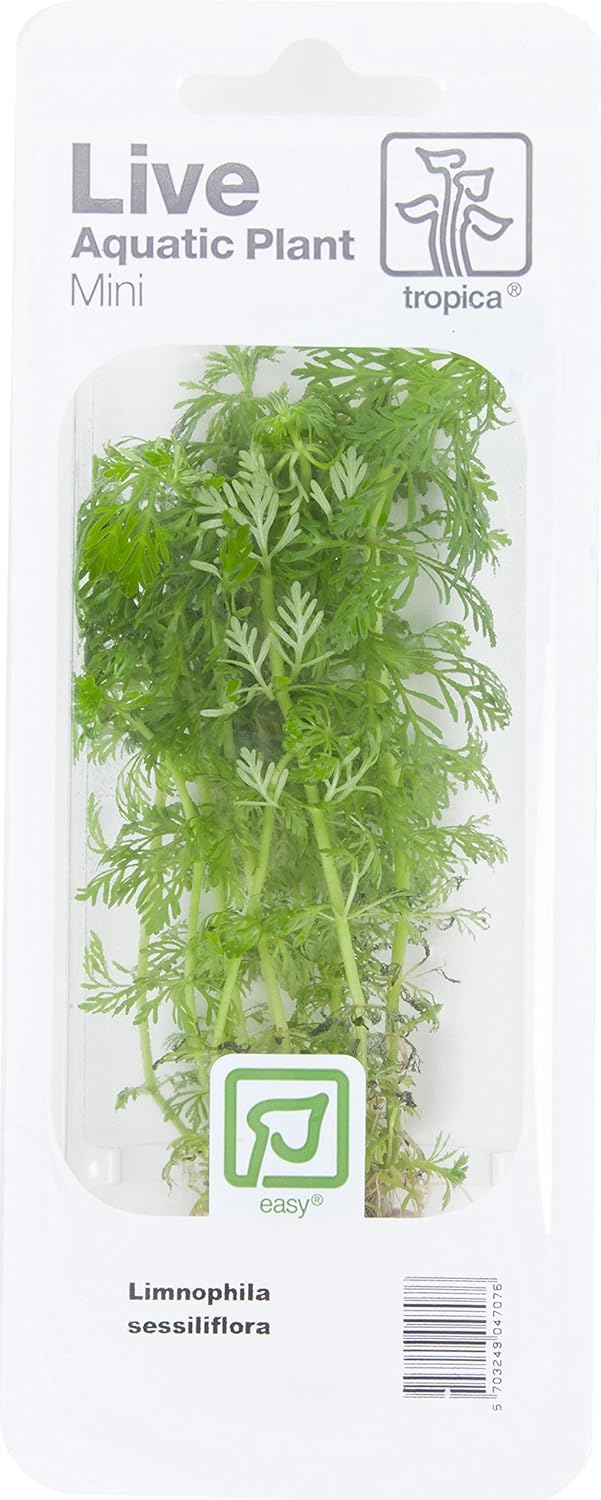 Tropica - Limnophila sessiliflora en mini pot