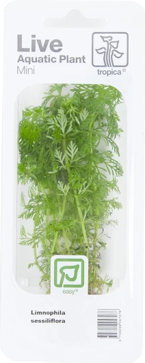 Tropica - Limnophila sessiliflora en mini pot