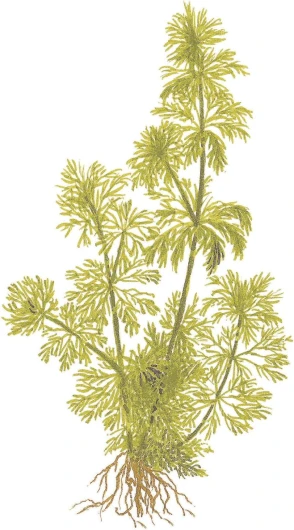 81Xrr4CJJEL._AC_SL1500_