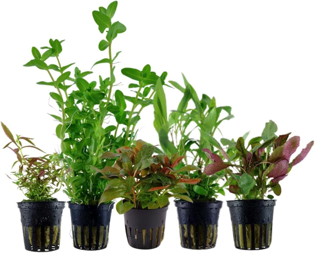 AquaOne Bacopa Hygrophila Ludwigia Limnophila Lobelia Lot de 5 plantes d'aquarium pour débutants N° 127