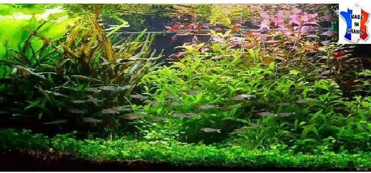 Lot plantes vivantes aquarium de 30 Plantes en 6 variétés à racines et tiges + 5 tiges gratuites