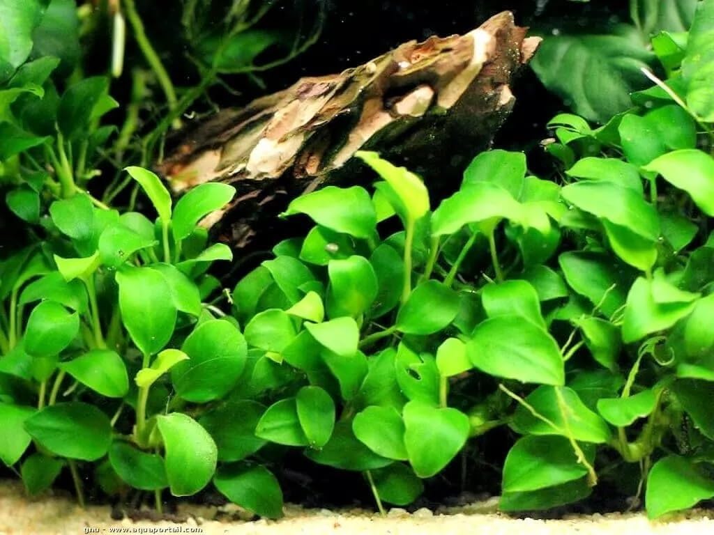 Anubia nana plante aquarium très résistantes