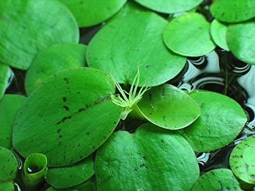 Aquarium Fan - 6 x plantes flottantes moyennes amazoniennes / Limnobium laevigatum / plantes flottantes pour aquarium