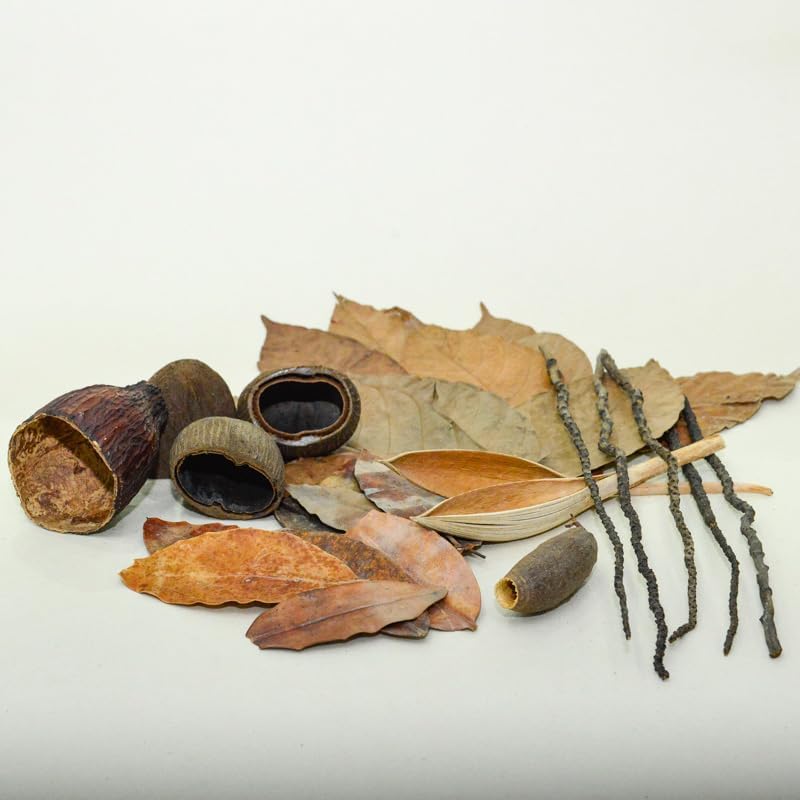 Générique Kit Biotope Amazonien de Feuilles et Gousses Naturelles pour Aquarium Biotope et Eau Noire - Marc Del Catappa