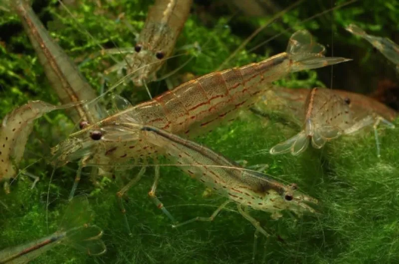 AquaBreedingSkill – Lot de 5 Crevettes Aquarium Vivante Caridina Japonica Amano – Mangeur d’Algues Idéal pour Aquariophilie et Lot Crevette Aquarium aquariophilie 2-2,5 cm