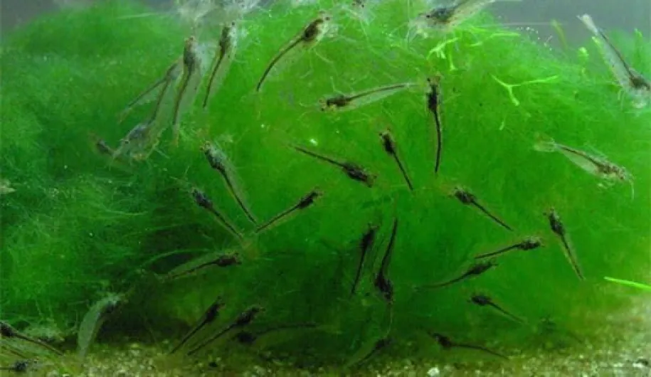 51nePfCb9ML._AC_
