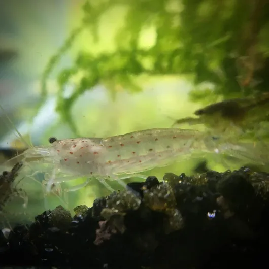 71UgqOtZlPL._AC_SL1500_