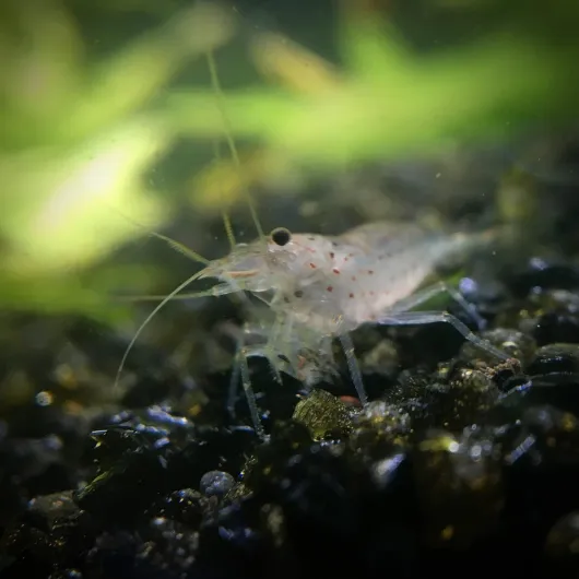 71kgv vzVsL._AC_SL1500_