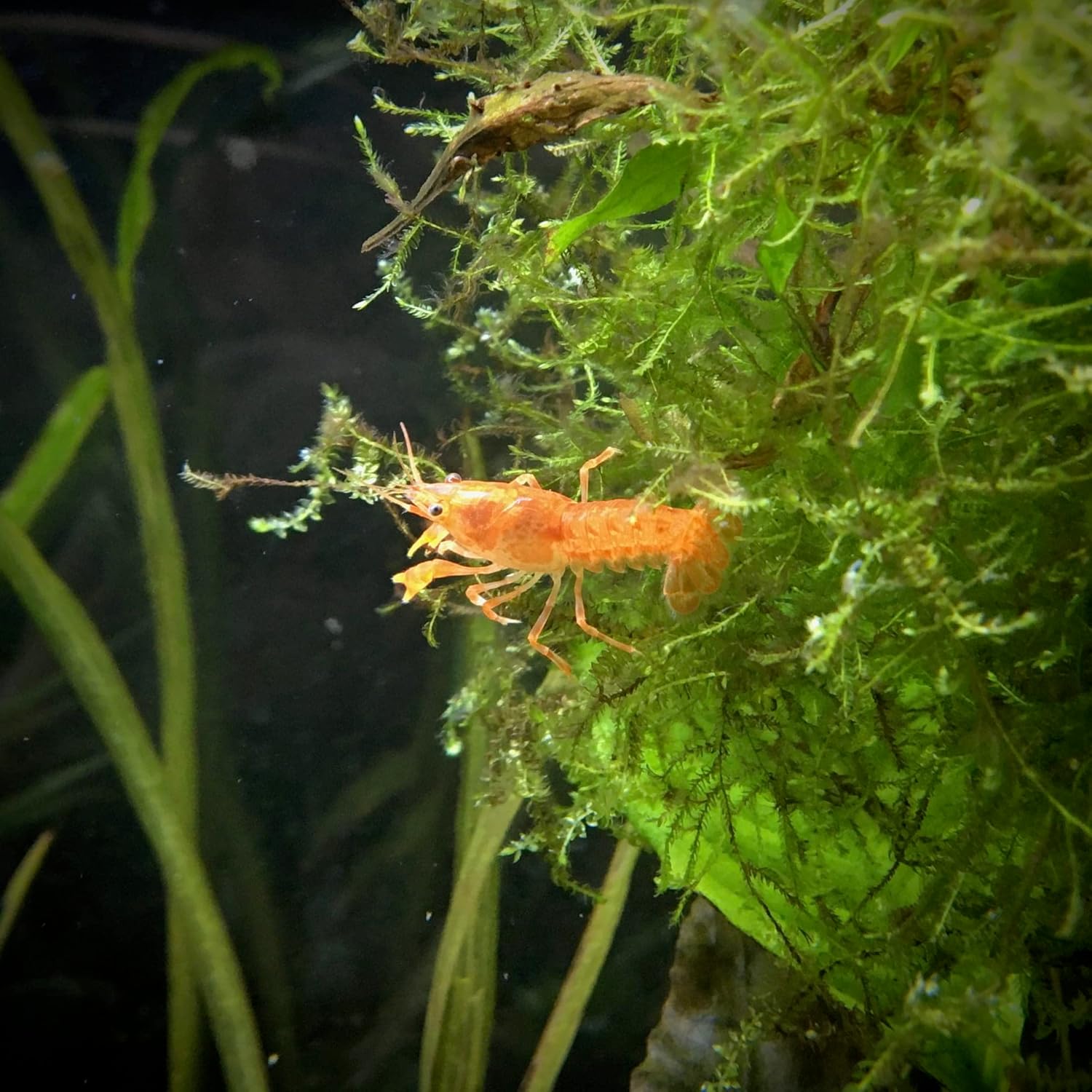 Lot de 5 Écrevisses Naines Cambarellus Patzcuarensis Orange CPO pour Aquarium d'eau Douce - lebonaqua