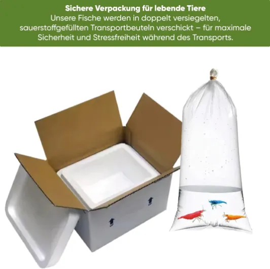 71mAyQ3rchL._AC_SL1500_