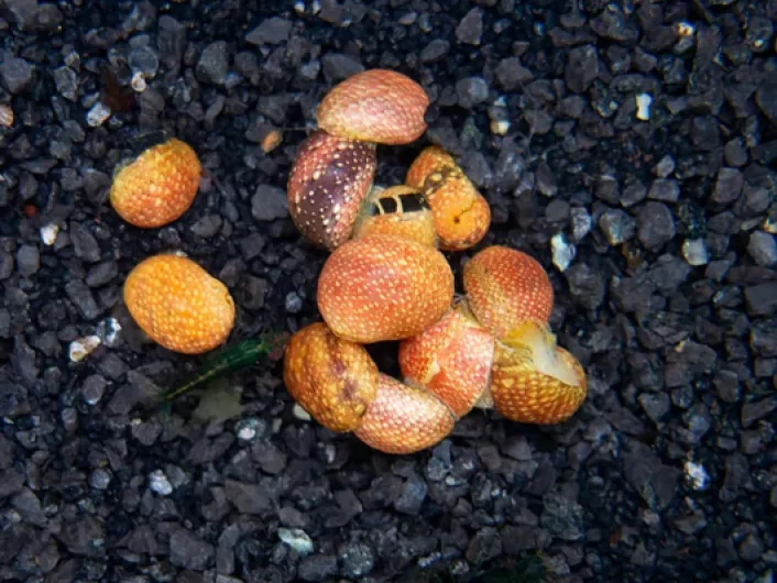 5 Clithon SP - Fancy Pink pour Aquarium – Escargots Orange Vivants pour Le Contrôle des Algues, Décoration pour Aquariums, mangeur d'algues