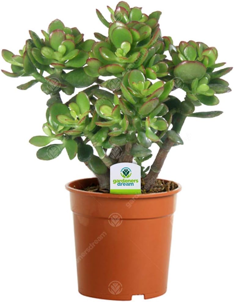 : Mini Plante Verte Crassula Ovata - Plante d'Intérieur - Succulentes Naturelles en Pots - Décoration Végétale - Purificateur d'Air - Facile à Entretenir, Arbre d'argent