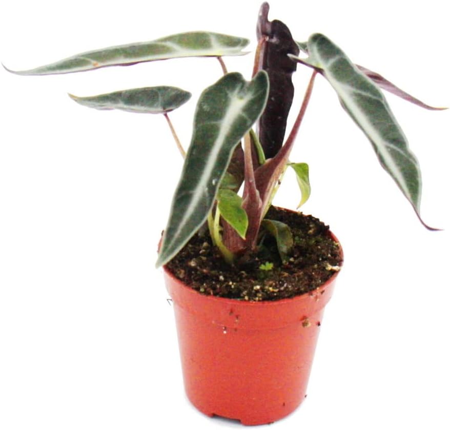Exotenherz - Mini plante - Alocasia - Racine de flèche - Idéal pour les petits bols et les verres - Plant bébé dans un pot de 5,5 cm - Arrow-root