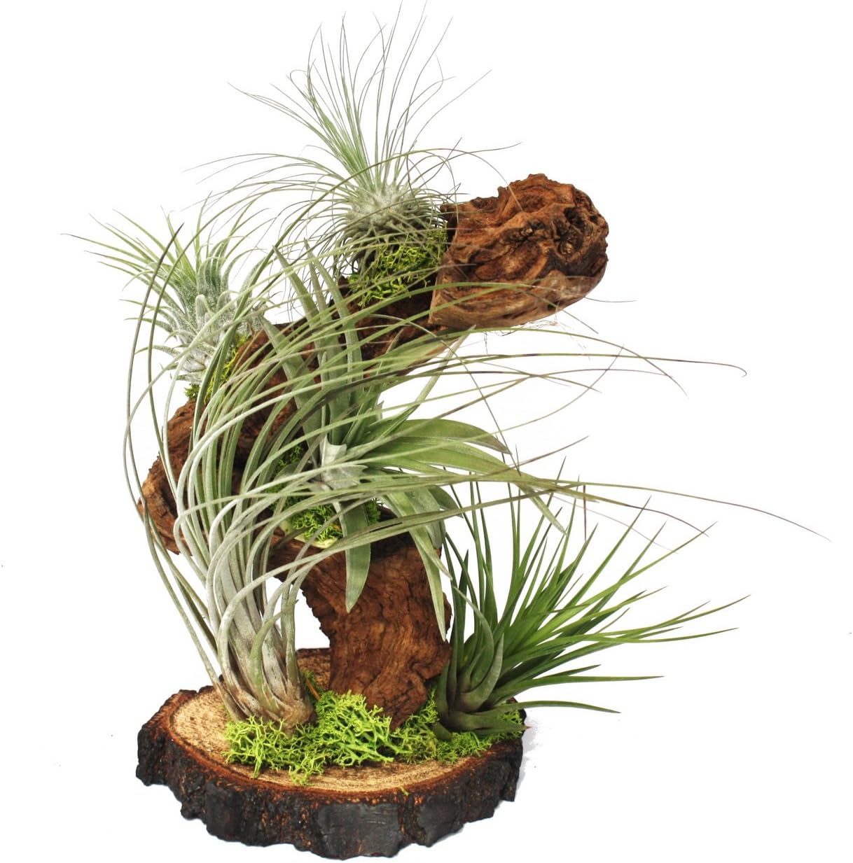 Exotenherz - Tillandsias sur les plantes racine arbre - big - 5 5er arbre racine