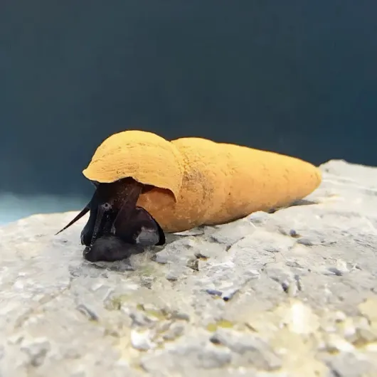 3 Tylomelania Choco pour Aquarium – Escargot Vivants pour Le Contrôle des Algues, Escargots pour Aquarium 4-5cm