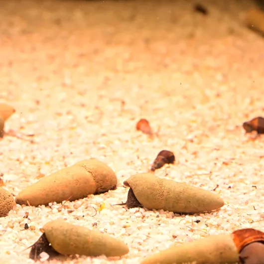 715XeEqfHLL._AC_SL1500_