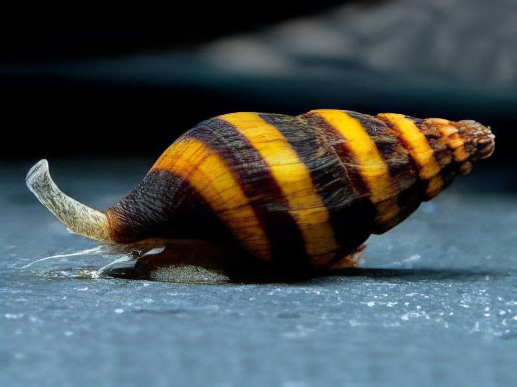 5 Escargots prédateurs pour Aquarium – Escargots Clea Helena, Lutte Naturelle Contre Les Escargots, Escargots Vivants pour Aquariums