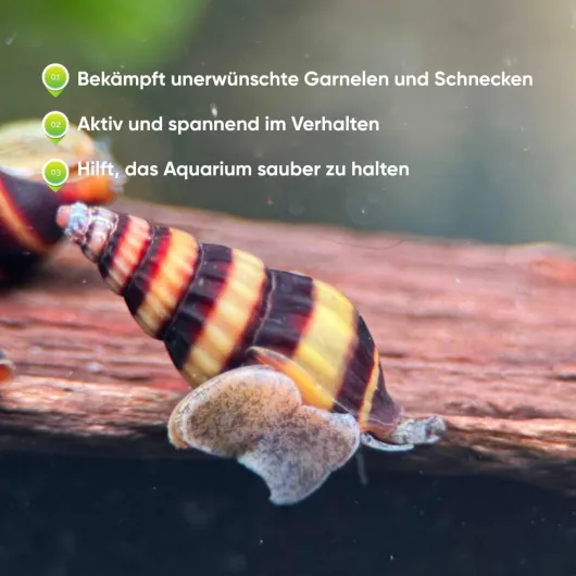 61Fe4gacSxL._AC_SL1280_