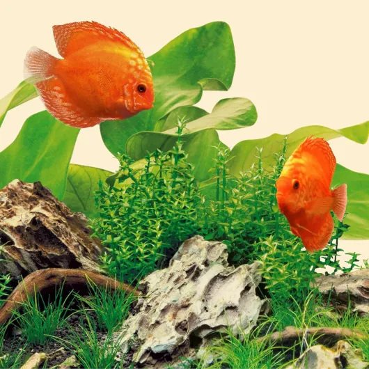 91u9cmySaKL._AC_SL1500_