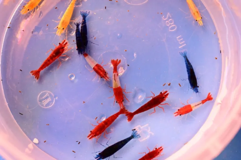 8187kxqddXL._AC_SL1500_