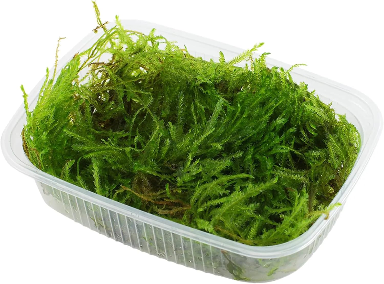 Tropica - Taxiphyllum Spiky Moss en portion