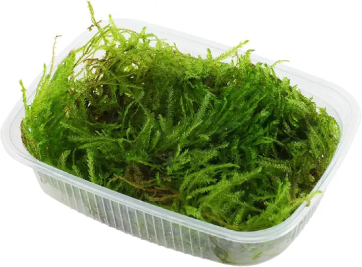 Tropica - Taxiphyllum Spiky Moss en portion
