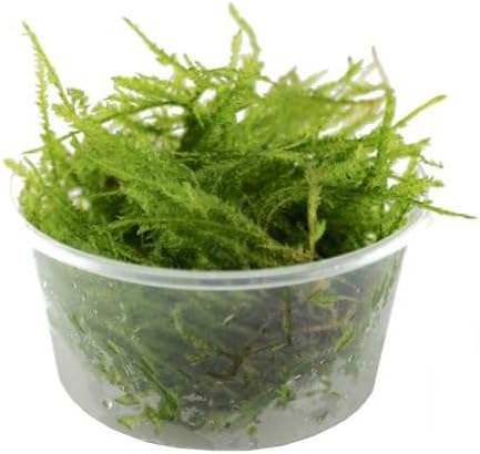 Java mousse – Vesicularia Dubyana 80cc Tub