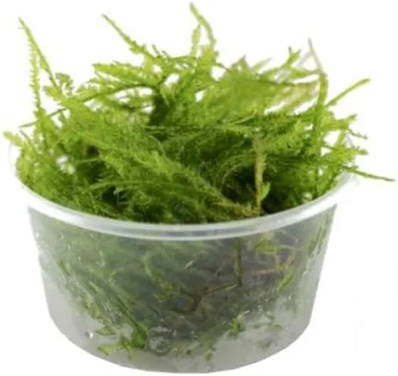 Java mousse – Vesicularia Dubyana 80cc Tub