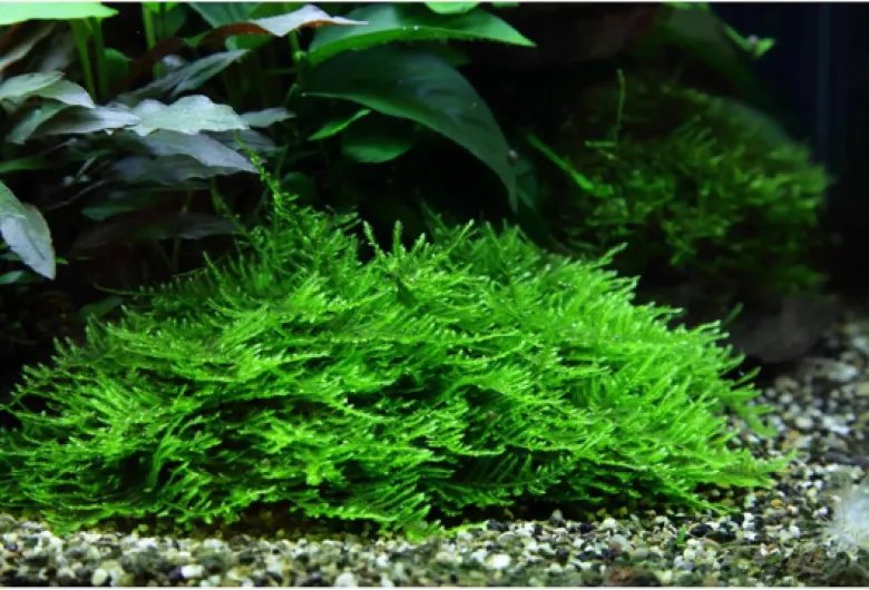 81hAPZWx48L._AC_SL1500_