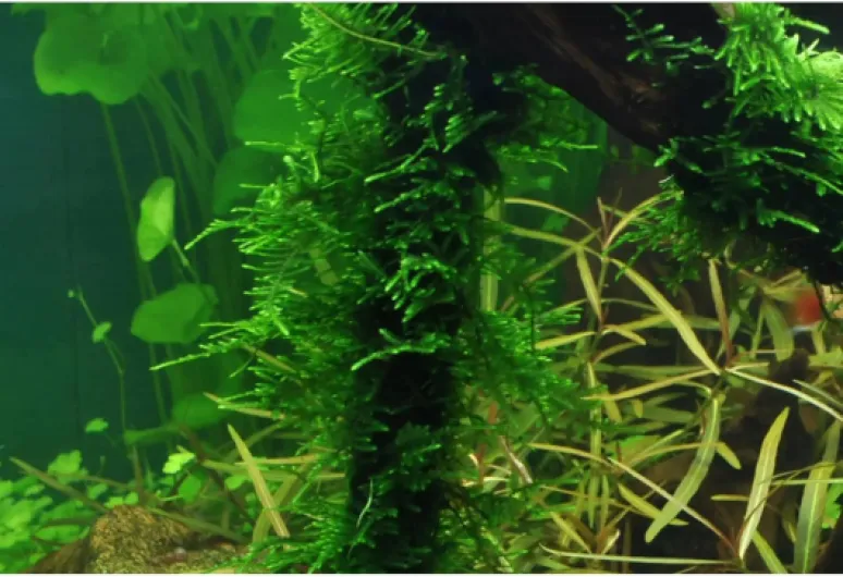 71Nz3d80VuL._AC_SL1500_