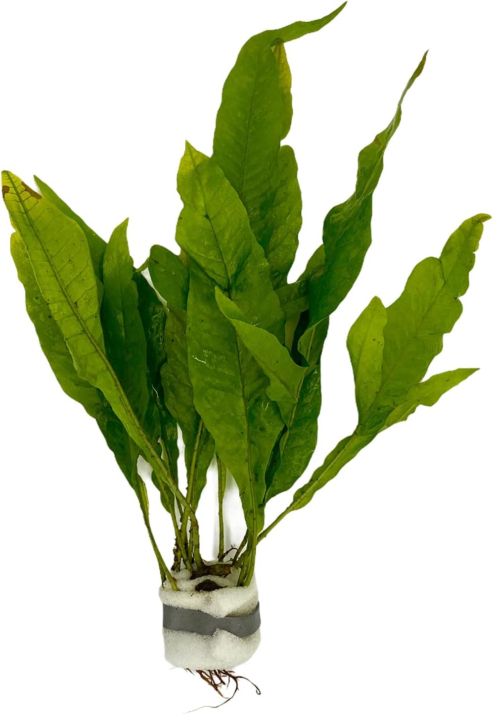 Fougère de Java, microsorum pteropus, perche, plante aquatique, aquarium - vert 1 Stück (1er Pack)