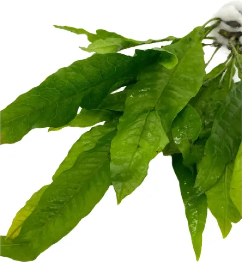 71O5itnKgNS._AC_SL1500_