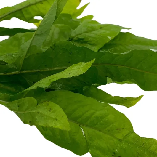 71-GuGad1-S._AC_SL1500_