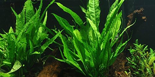 Fougère de Java – Live Plante pour Aquarium