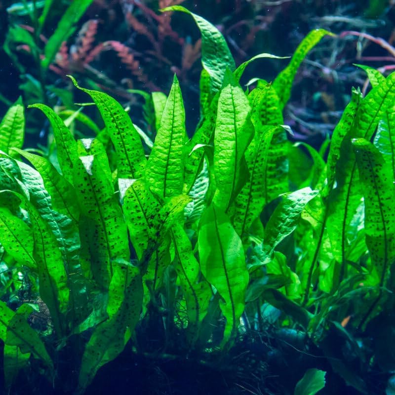 Microsorium fougère de Java plante aquarium pour roche/boit très résistantes