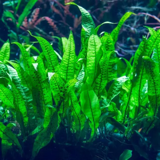 Microsorium fougère de Java plante aquarium pour roche/boit très résistantes