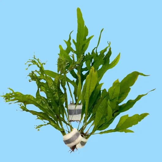Lot de 3 plantes d'aquarium de fougère Javar - Plantes aquatiques