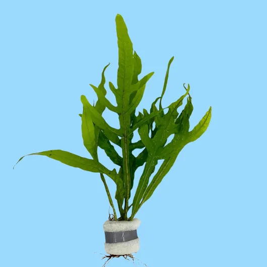 61AL7mmkeQL._AC_SL1500_