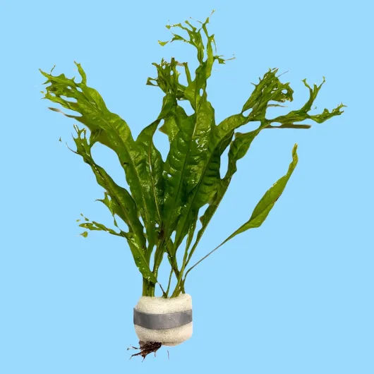 6194tFQmAtL._AC_SL1500_