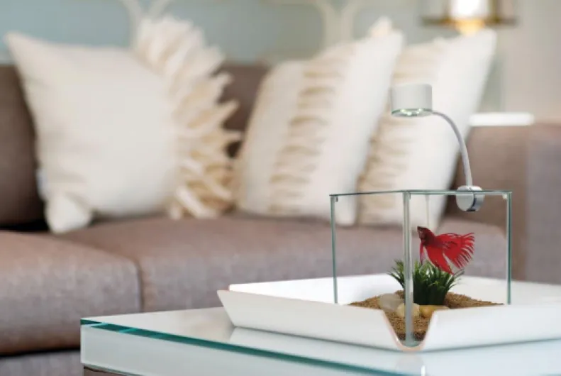 51I 6ABdIFL._AC_SL1000_