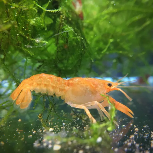 816tAgsOtVL._AC_SL1500_