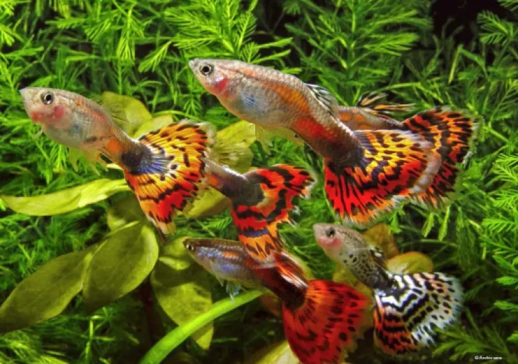 71k1MA3CkzL._AC_SL1285_