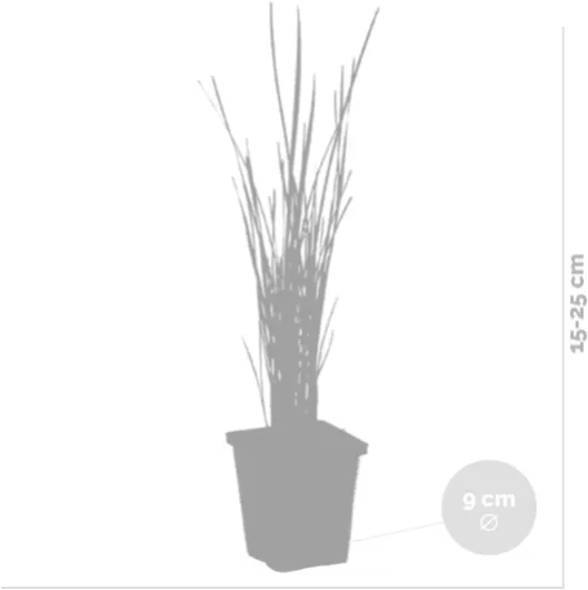 41PC73HQxLL._AC_SL1200_