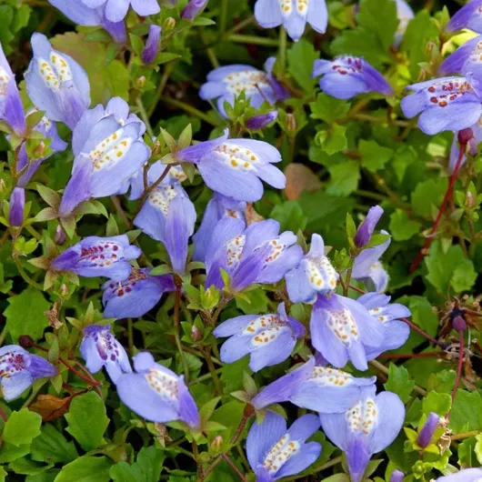 Lot de 3 - Mazus Reptans - Mazus rampant - Plantes de bassin - Plantes aquatiques - Rustique - Hauteur 10-20 cm - Pot 9 cm 3 Mazus Reptans 25-30 cm