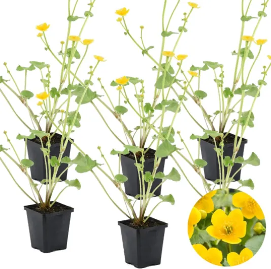 Lot de 6 - Caltha Palustris - Populage des marais - Plantes de bassin - Rustique - Hauteur 15-25 cm - Pot 9 cm 6 Caltha palustris