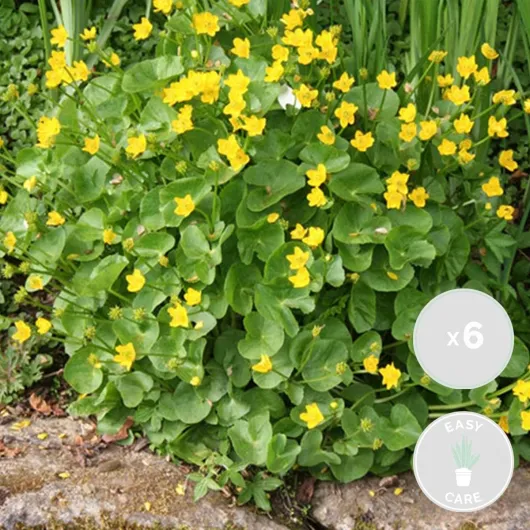 71qiDfMCm7L._AC_SL1200_