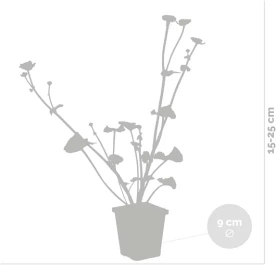 41fUSoPvcBL._AC_SL1200_