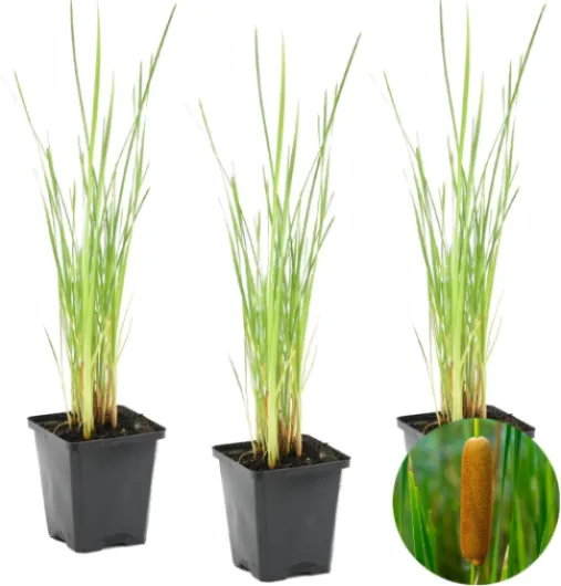 61LeuRlIXUL._AC_SL1200_