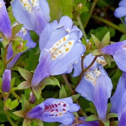 61LQTwjI5zL._AC_SL1200_